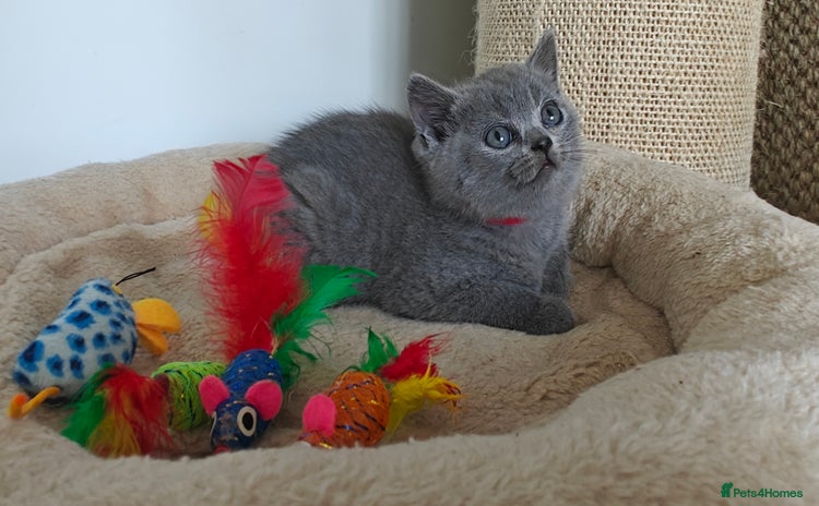 British Shorthair cats - Advert 4
