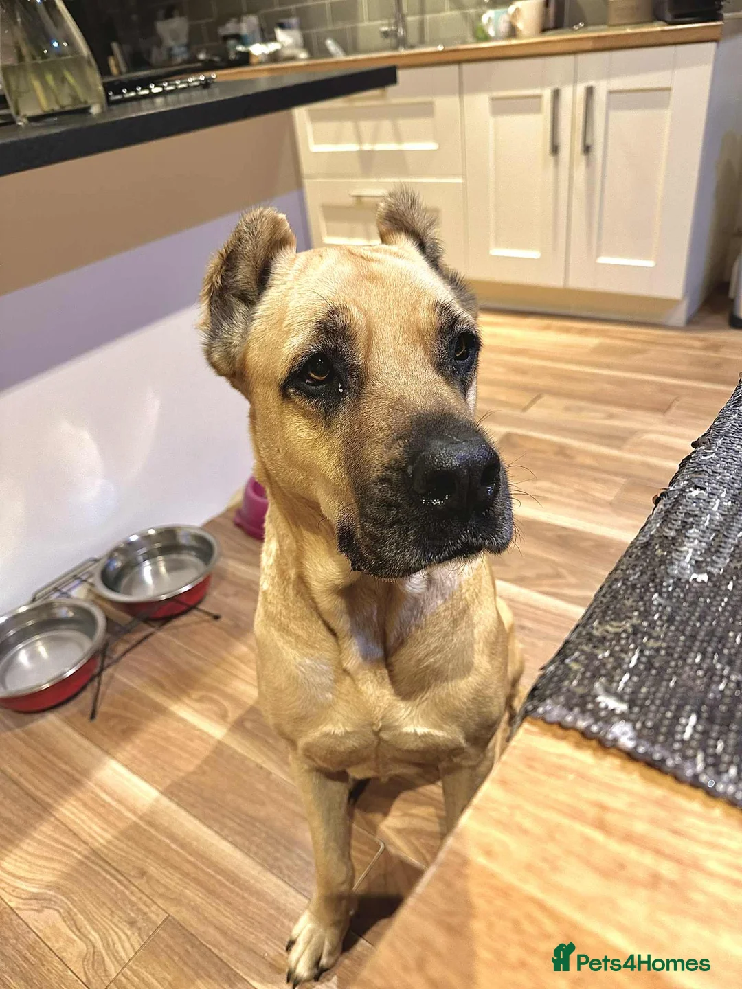 Mixed Breed dogs for adoption: Emma needs a foster or forever home - Advert 1