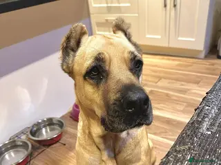 Mixed Breed dogs Emma needs a foster or forever home - Advert 1