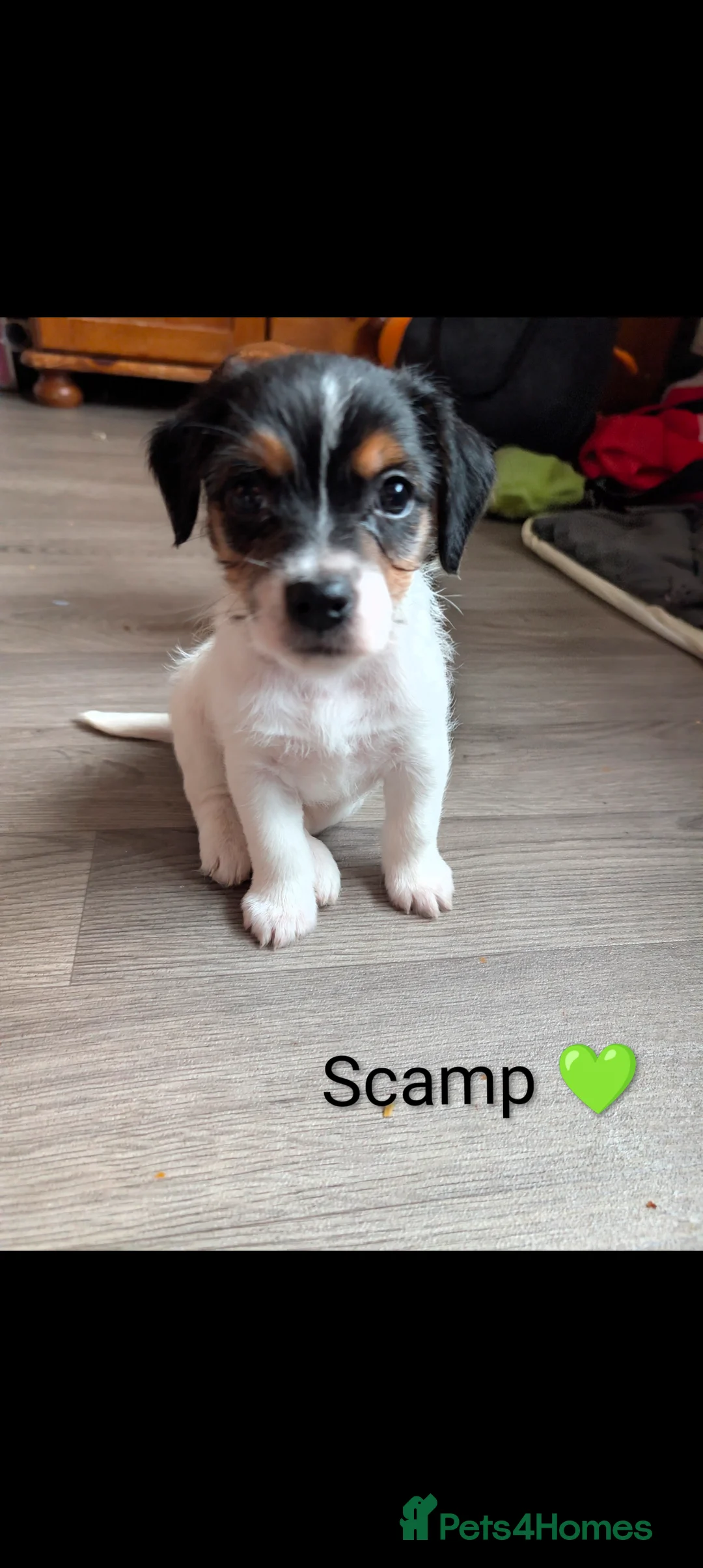 Jack Russell dogs for sale: 🐶 Jack Russell Boys – Ready Monday 23rd Feb🐶 - Advert 14