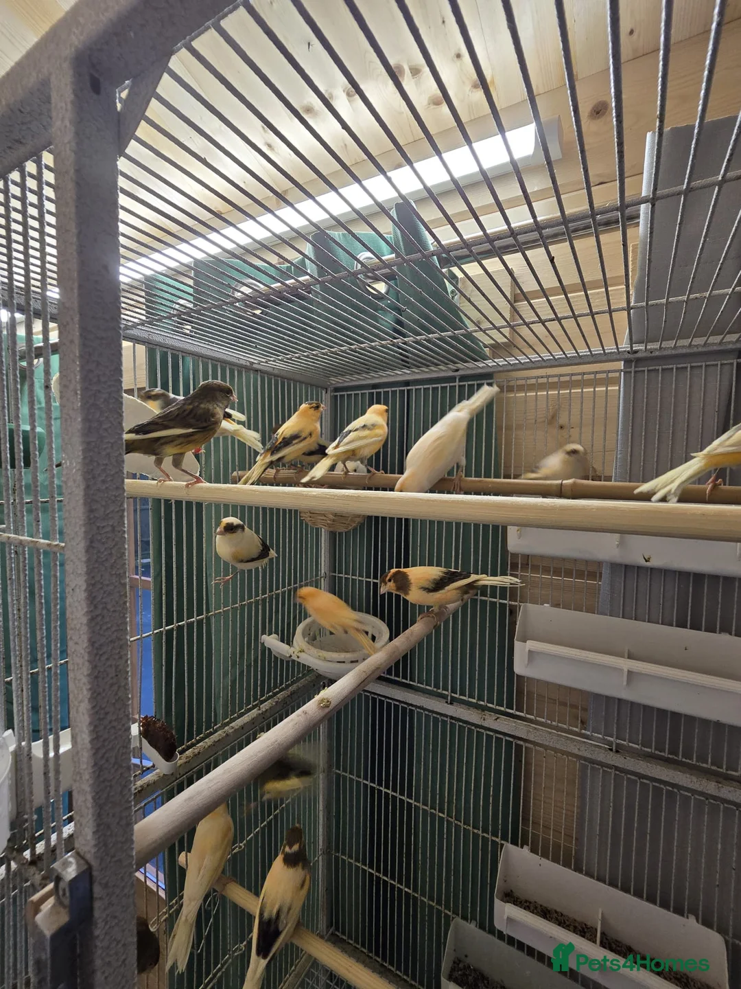 Canaries birds for sale: Beautiful healthy canaries for sale in Manchester  - Advert 3