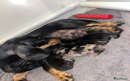Miniature Dachshund dogs for sale: Miniature dachshunds ready 19th November  - Image 4