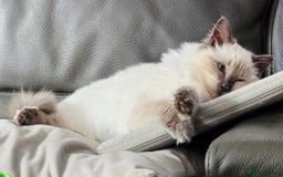 Ragdoll cats for sale: 1 boy/ 1 girl Ready to go - Image 9