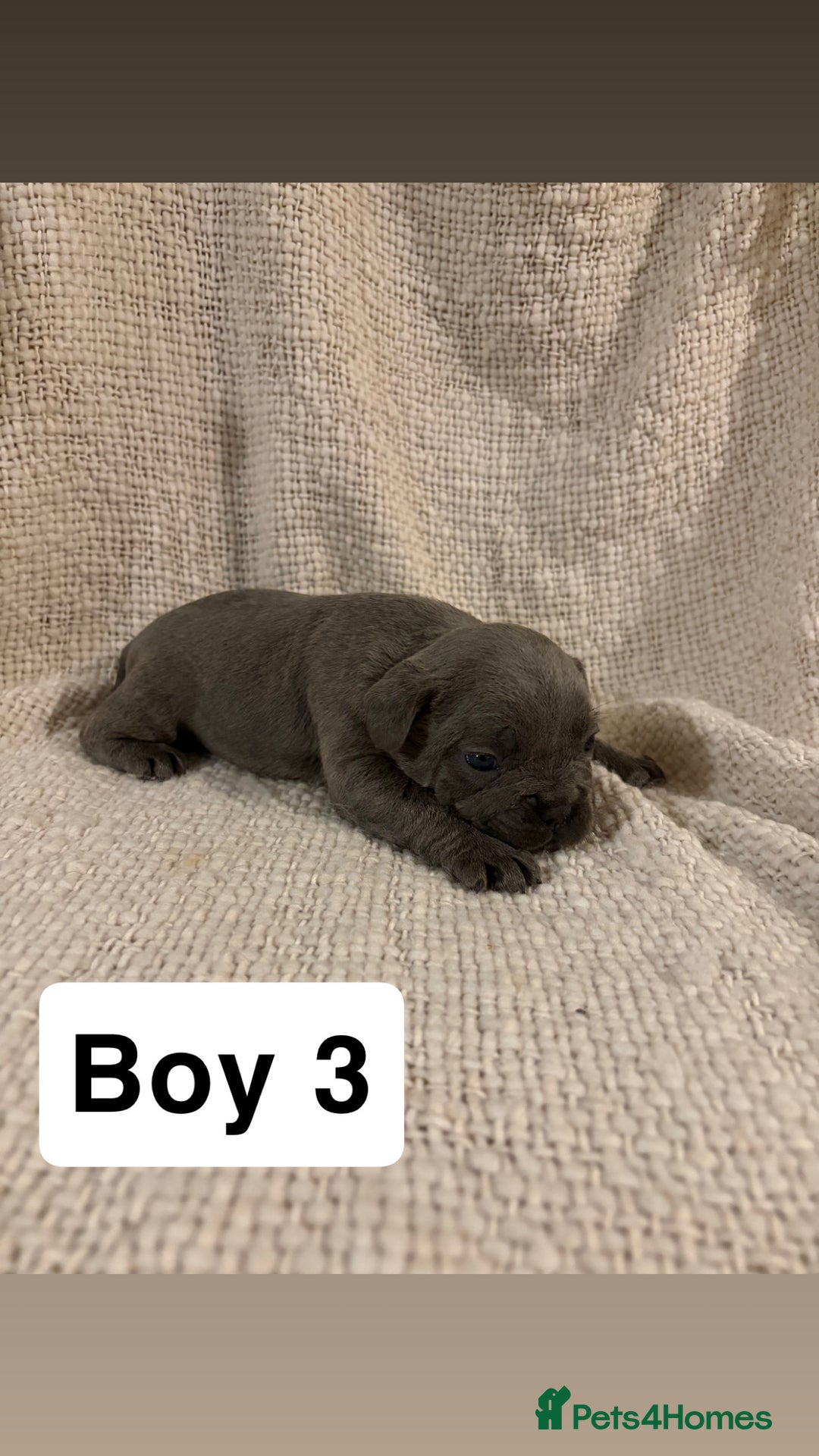 French Bulldog dogs for sale: French bulldog puppies - Advert 5