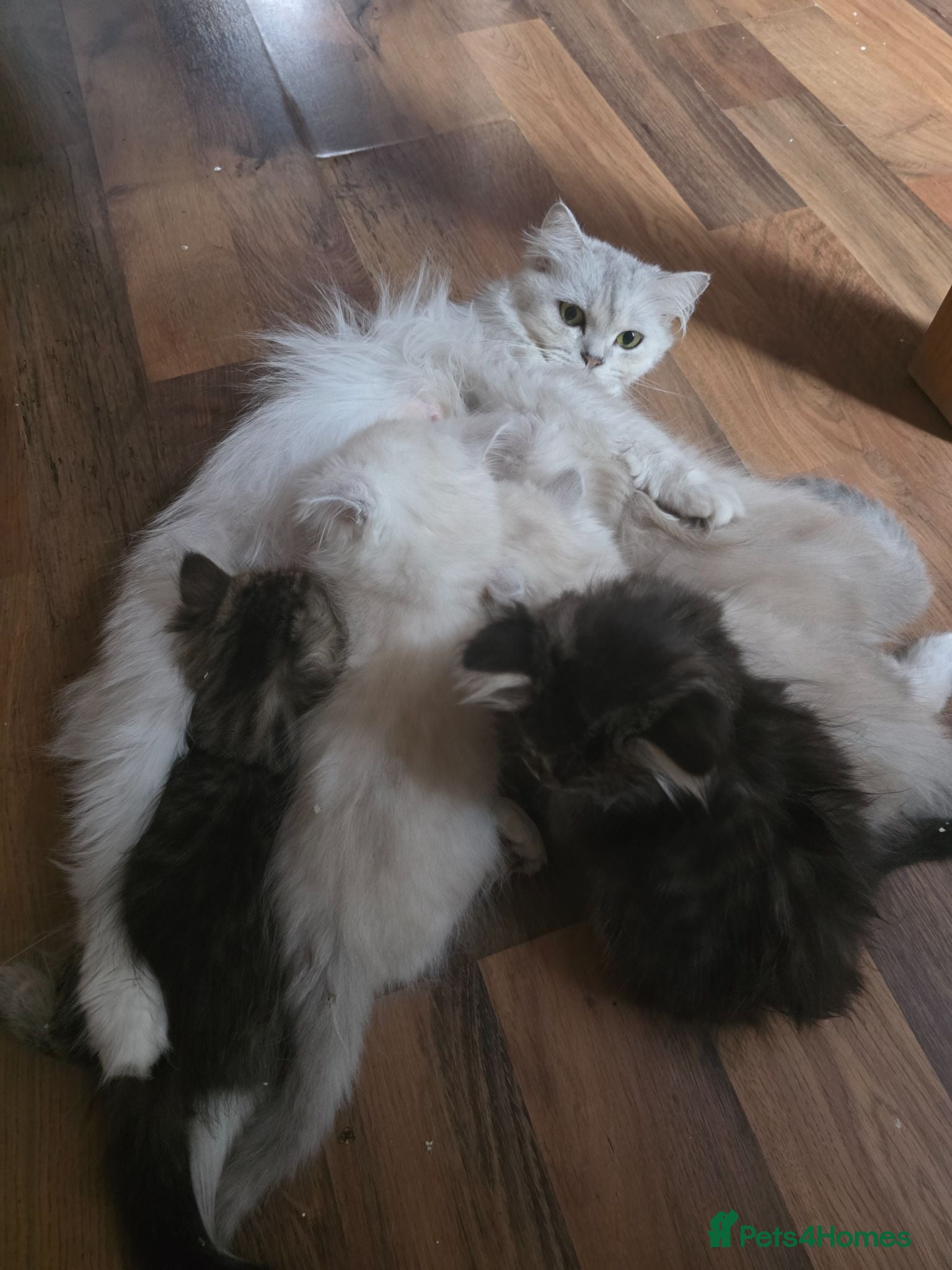 Persian cats Beautiful dollface persian chinchilla kittens  - Advert 1