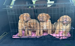 Dogue De Bordeaux dogs for sale: 🐾 Dogue de Bordeaux – Chunky True type- Ready 🐾 - Image 6