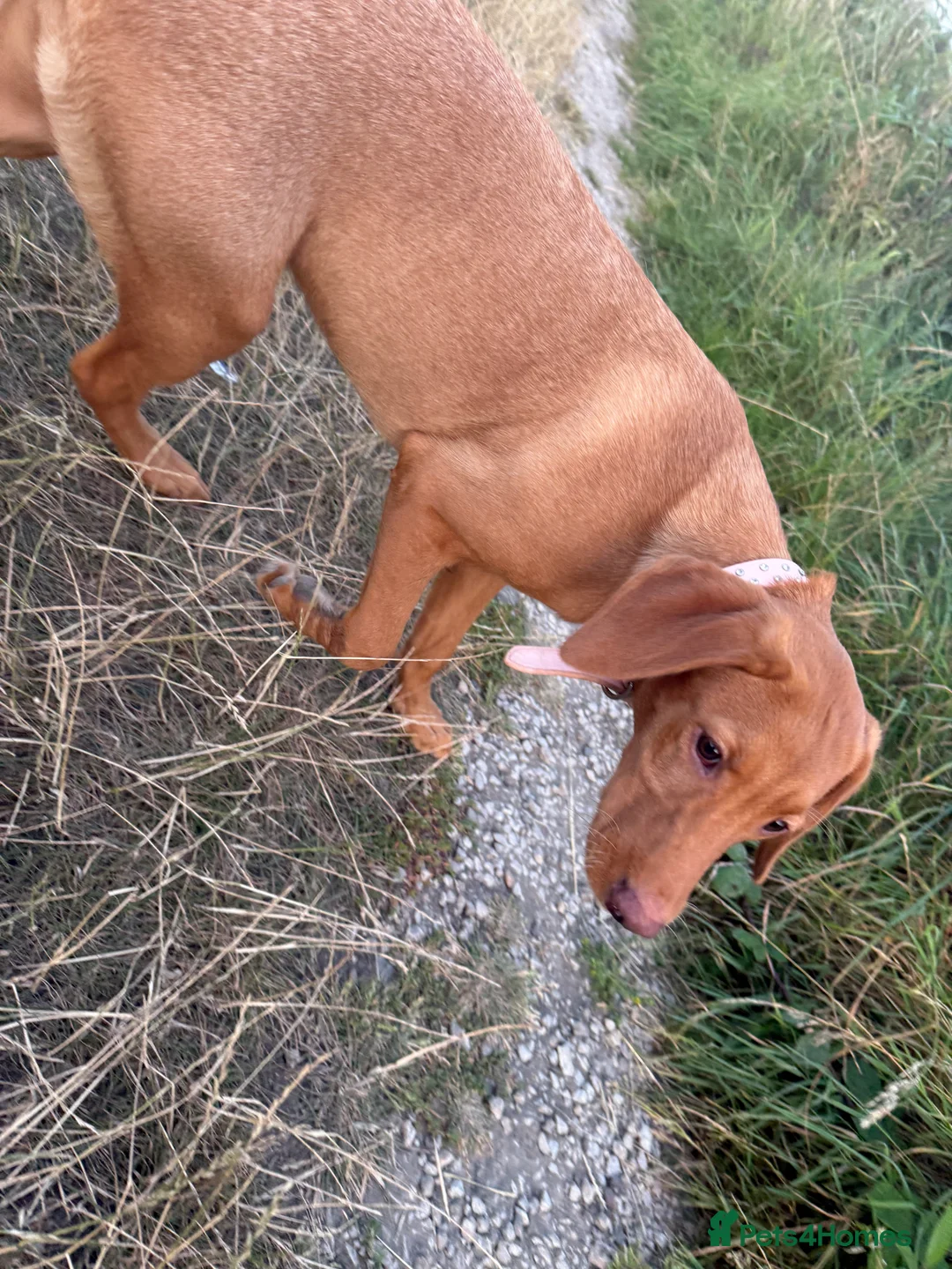 Labrador Retriever dogs for sale: Red Fox Labrador  in Poulton-le-Fylde - Advert 7