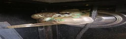 Frog reptiles for sale: Pair of Amazon Milk Frogs - Complete Set Up in Sutton Coldfield - Advert 3