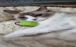 Ragdoll cats for sale: STUNNING RAGDOLL MALE KITTENS - Image 15
