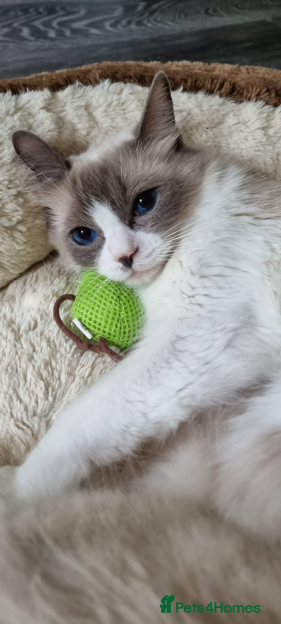 Ragdoll cats for sale: STUNNING RAGDOLL MALE KITTENS - Image 15