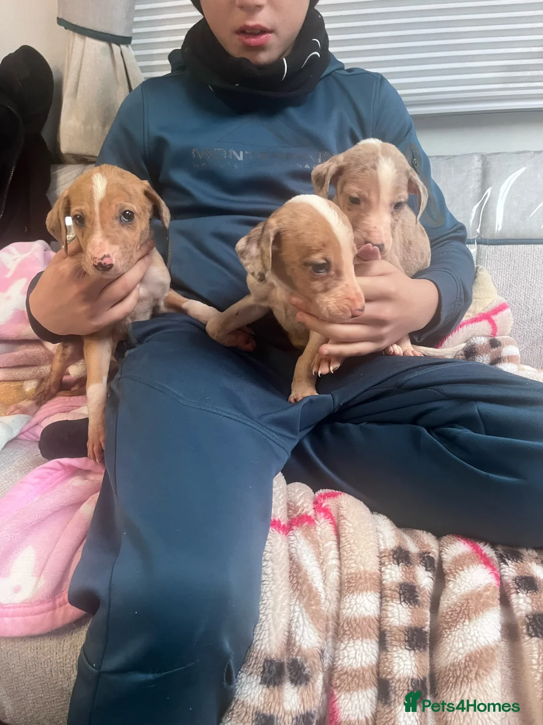 Saluki dogs for sale: Saluki puppies ready now  - Advert 11