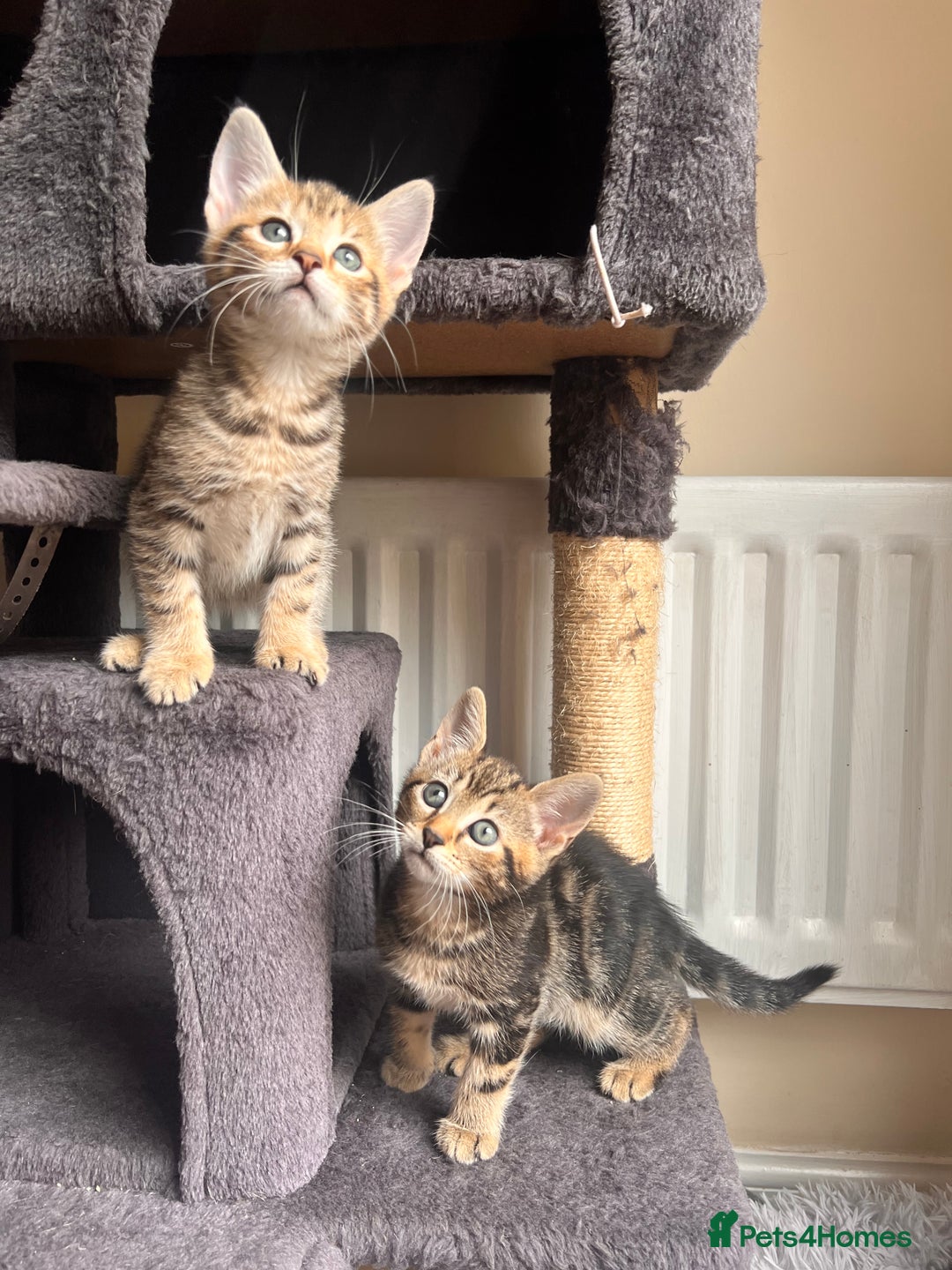 Toyger cats for sale: Adorable kitten  - Image 19
