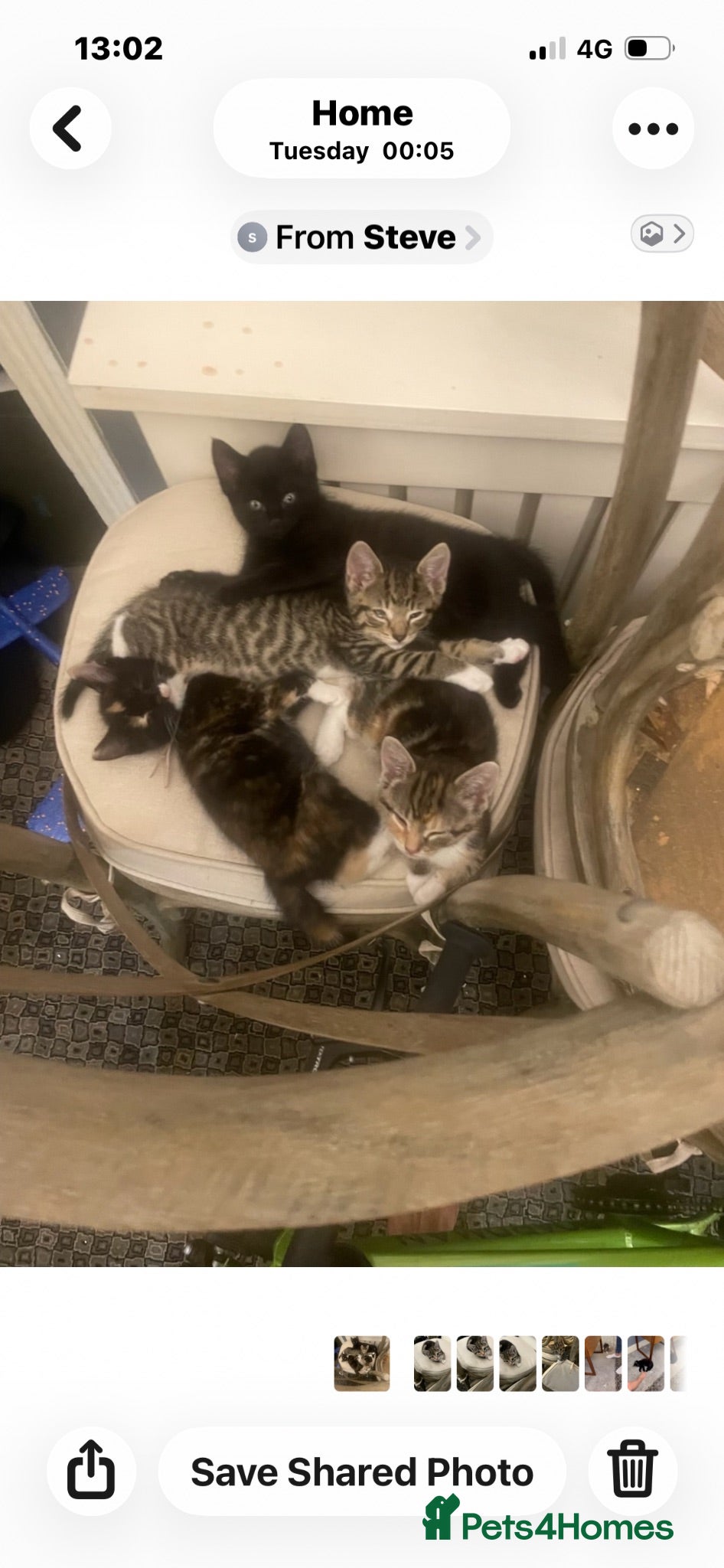 Mixed Breed cats Kitten  - Advert 1