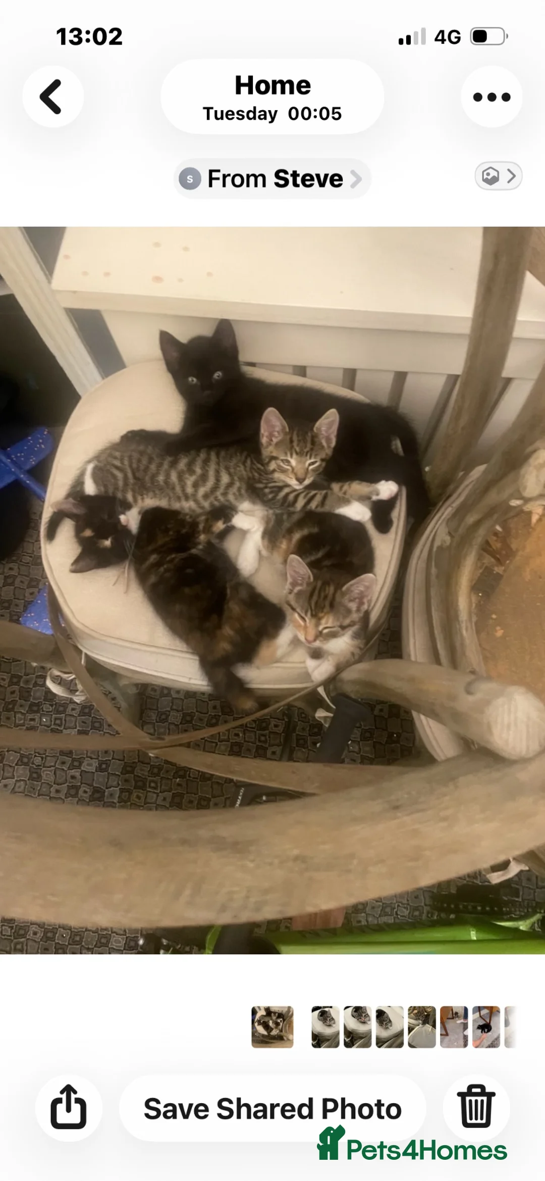 Mixed Breed cats for sale: Kitten  - Advert 1