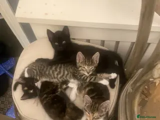 Mixed Breed cats Kitten - Advert 1