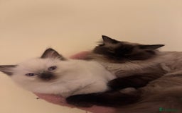 Ragdoll cats for sale: Beautiful, blue point Ragdoll kittens ☁️💗 - Advert 2