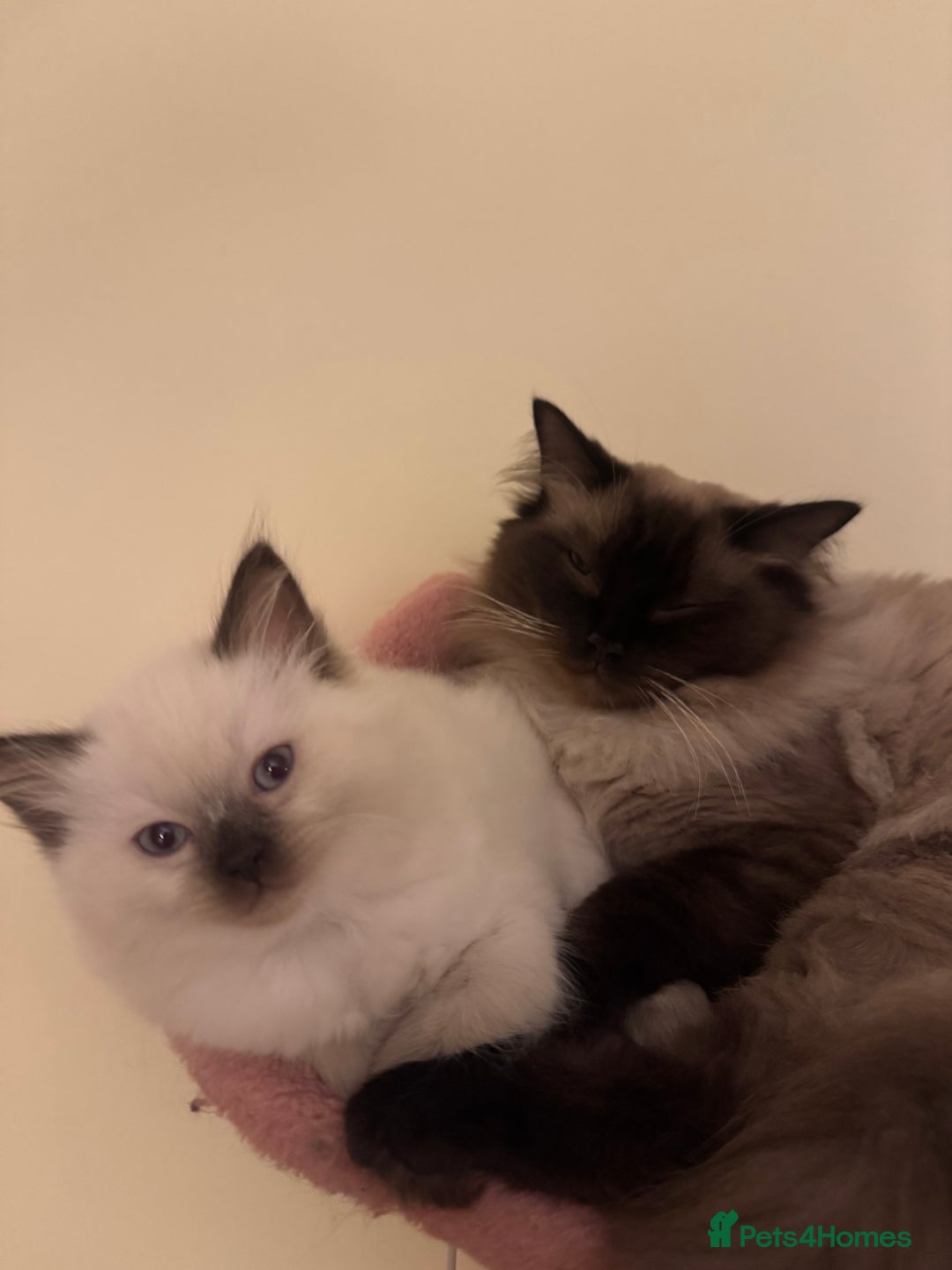 Ragdoll cats for sale: Beautiful, blue point Ragdoll kittens ☁️💗 - Advert 2