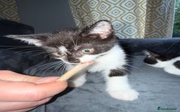 American Shorthair cats for sale: 5 kittens for sale 1boy 4girls.  - Image 2