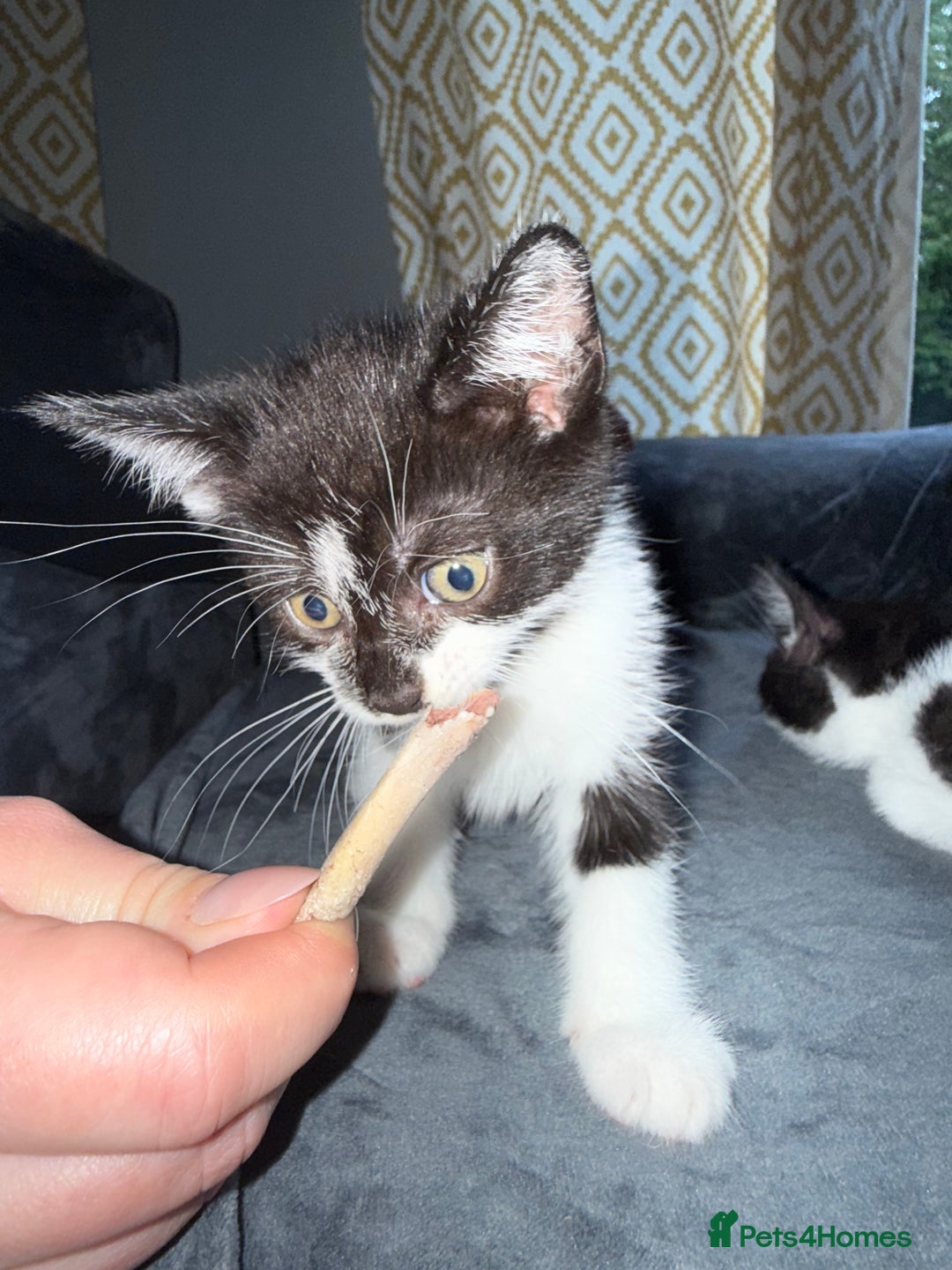 American Shorthair cats for sale: 5 kittens for sale 1boy 4girls.  - Image 2