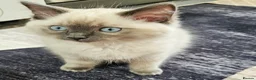 Ragdoll cats for sale: Glasgow Spring Burn  - Advert 6