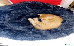 Mixed Breed cats for sale: Kittens - Image 5