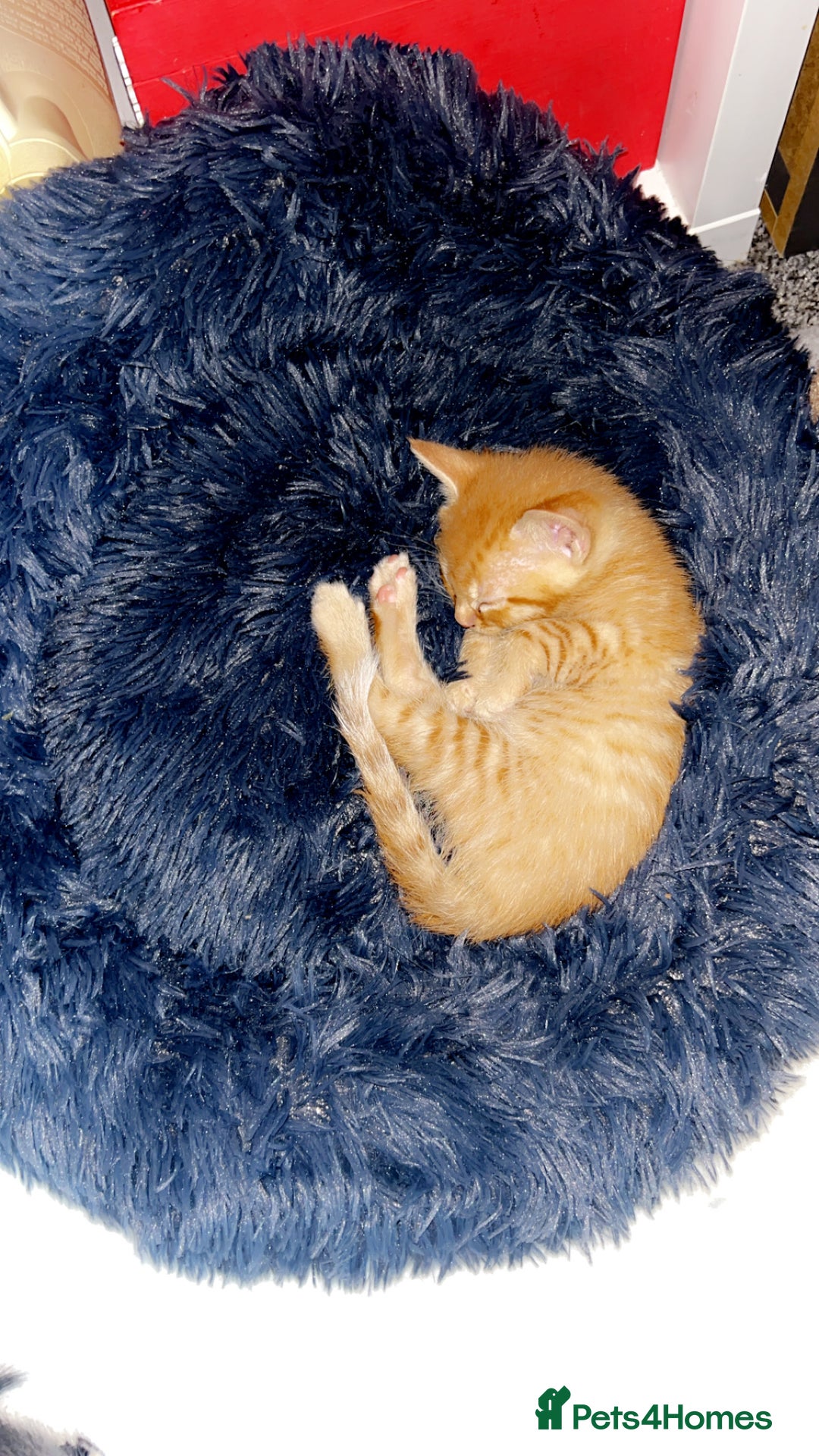 Mixed Breed cats for sale: Kittens - Image 5