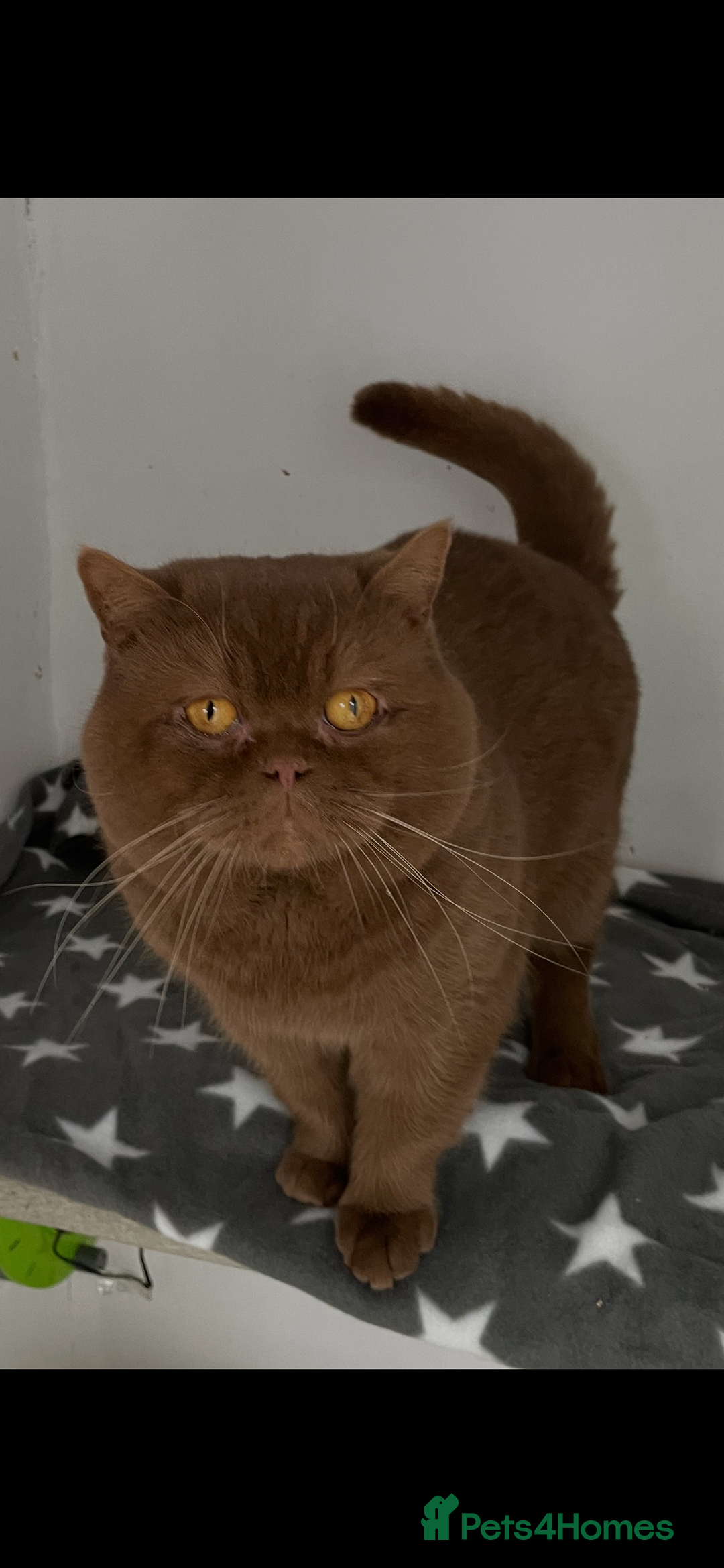 British Shorthair cats for stud: 🧸. CINNAMON CARRYING CHOCOLATE GCCF TICA  - Advert 4
