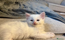 Mixed Breed cats for sale: 4 babies available 2 male 2 female  - Image 13