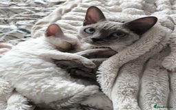 Devon Rex cats for sale: Blue Point Devon Rex Boy 💙 - Image 16
