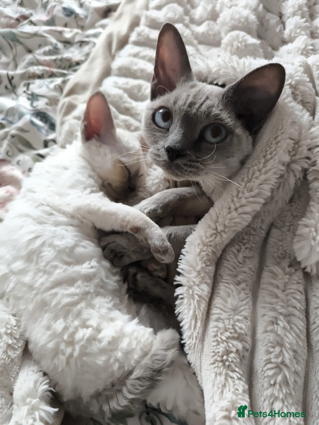 Devon Rex cats for sale: Blue Point Devon Rex Boy 💙 - Image 16