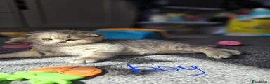 Scottish Fold 1