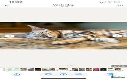 Bengal cats for sale: 7 months old silver Bengal - Image 2