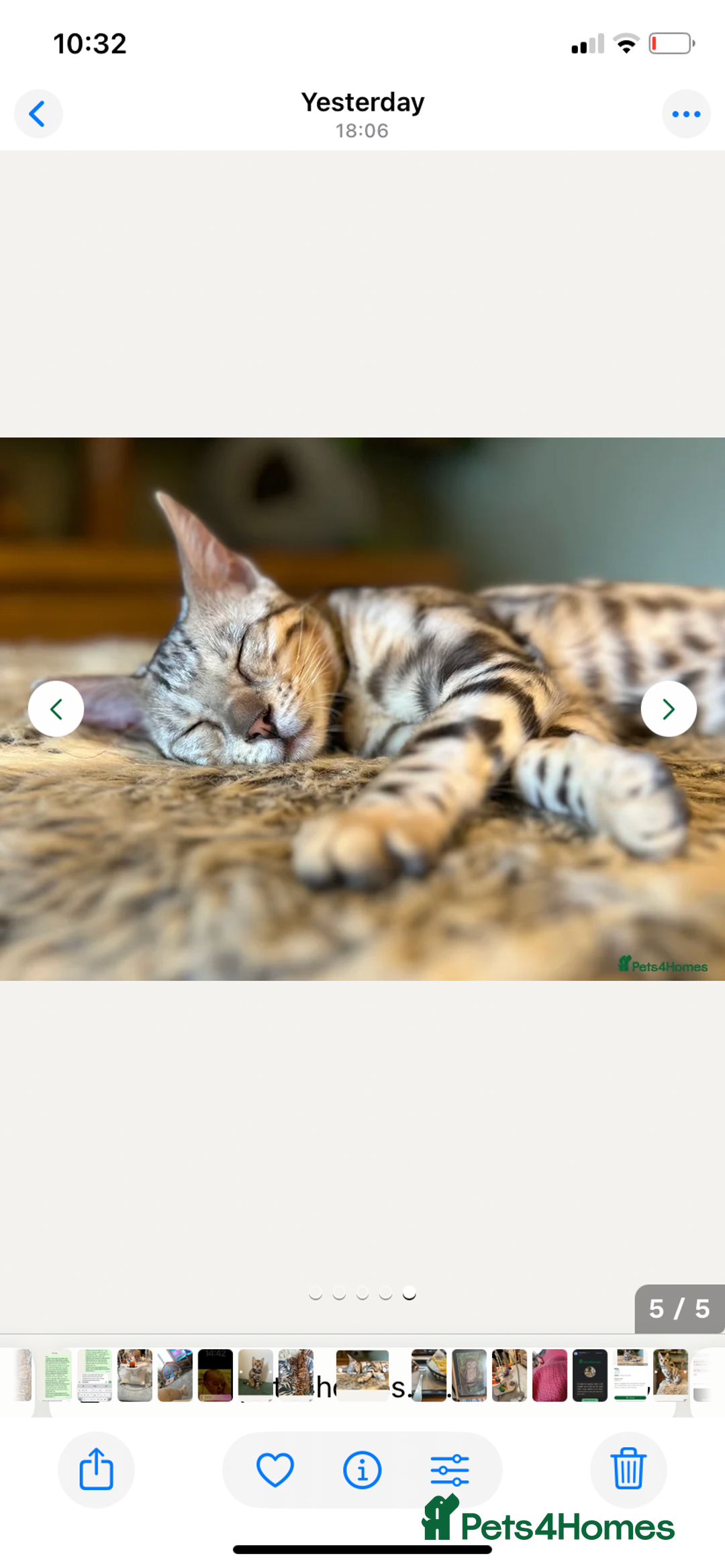 Bengal cats for sale: 7 months old silver Bengal - Image 2