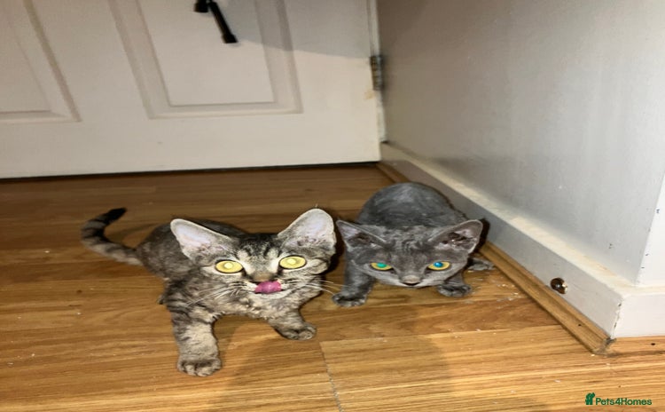 Devon Rex cats in Leeds - Advert 2
