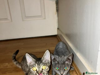 Devon Rex cats in Leeds - Advert 2