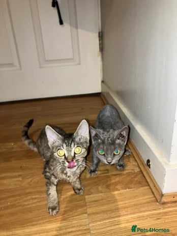 Devon Rex cats in Leeds - Advert 2