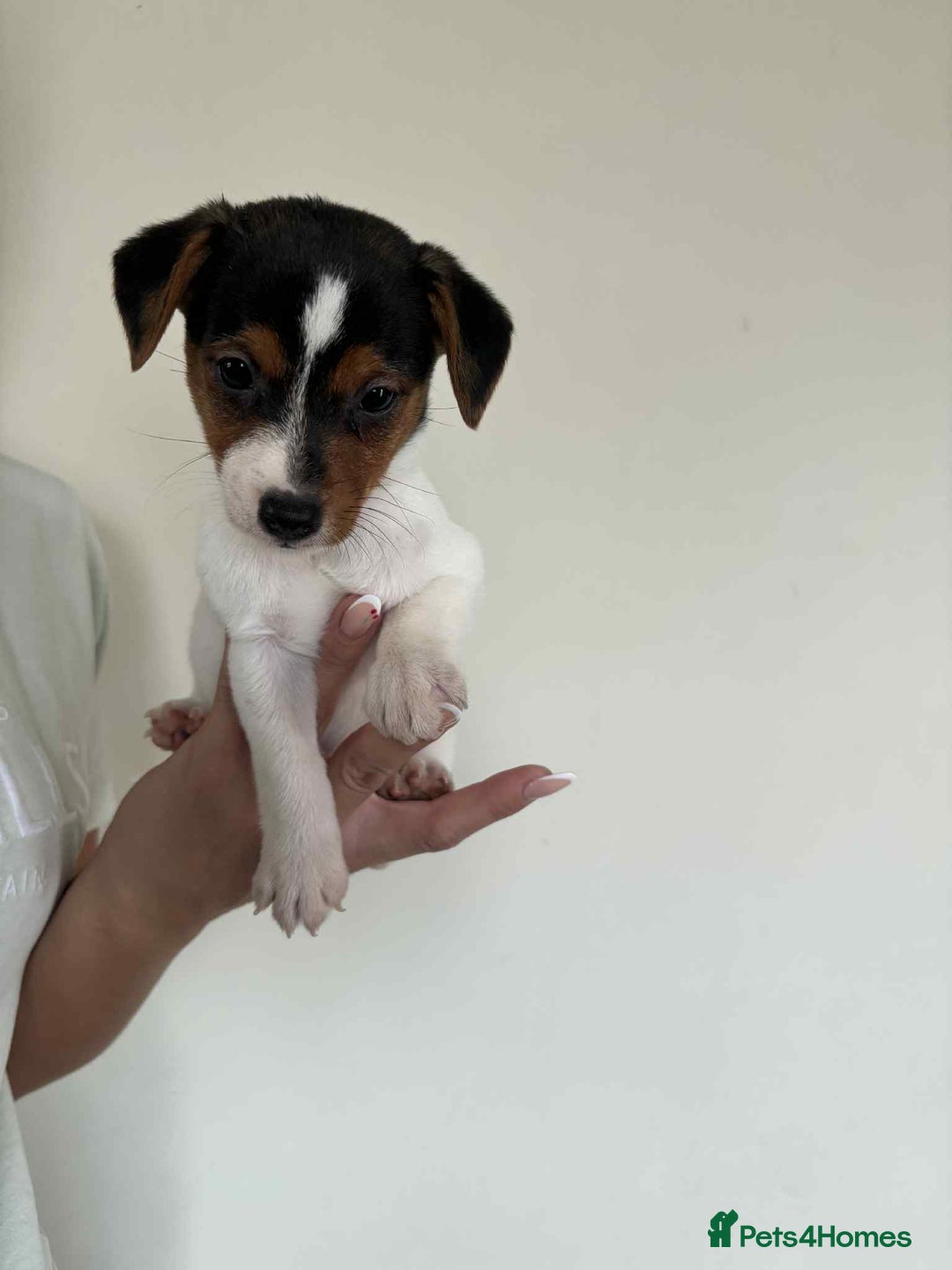 Jack Russell dogs for sale: Jack russle puppy's  - Image 2