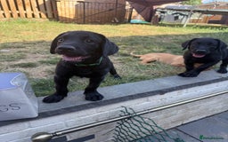 Labrador Retriever dogs for sale: Fantastic KC registered litter from FTCH lines - Image 3