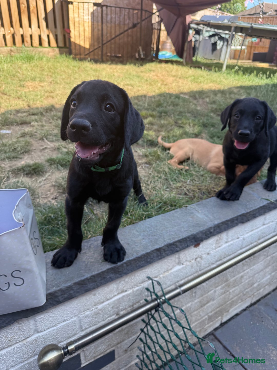 Labrador Retriever dogs for sale: Fantastic KC registered litter from FTCH lines - Image 3
