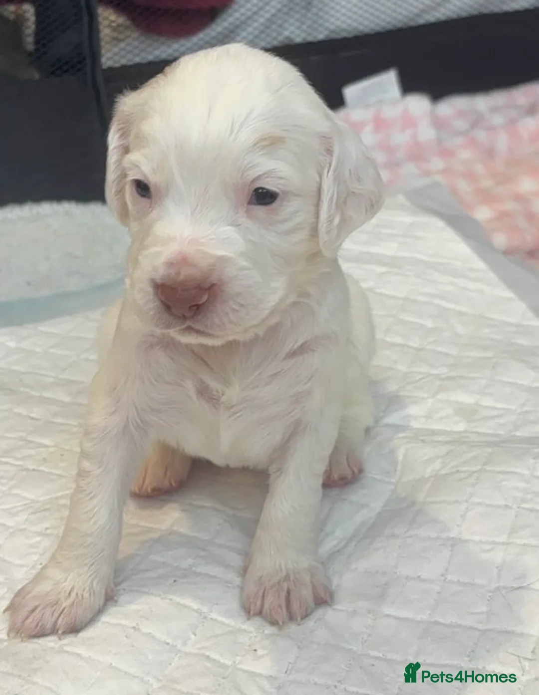 Cocker Spaniel dogs for sale: Working cocker spaniel puppies - Advert 16