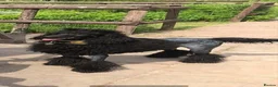 Standard Poodle dogs for sale: wonderful poodle puppies - Advert 22