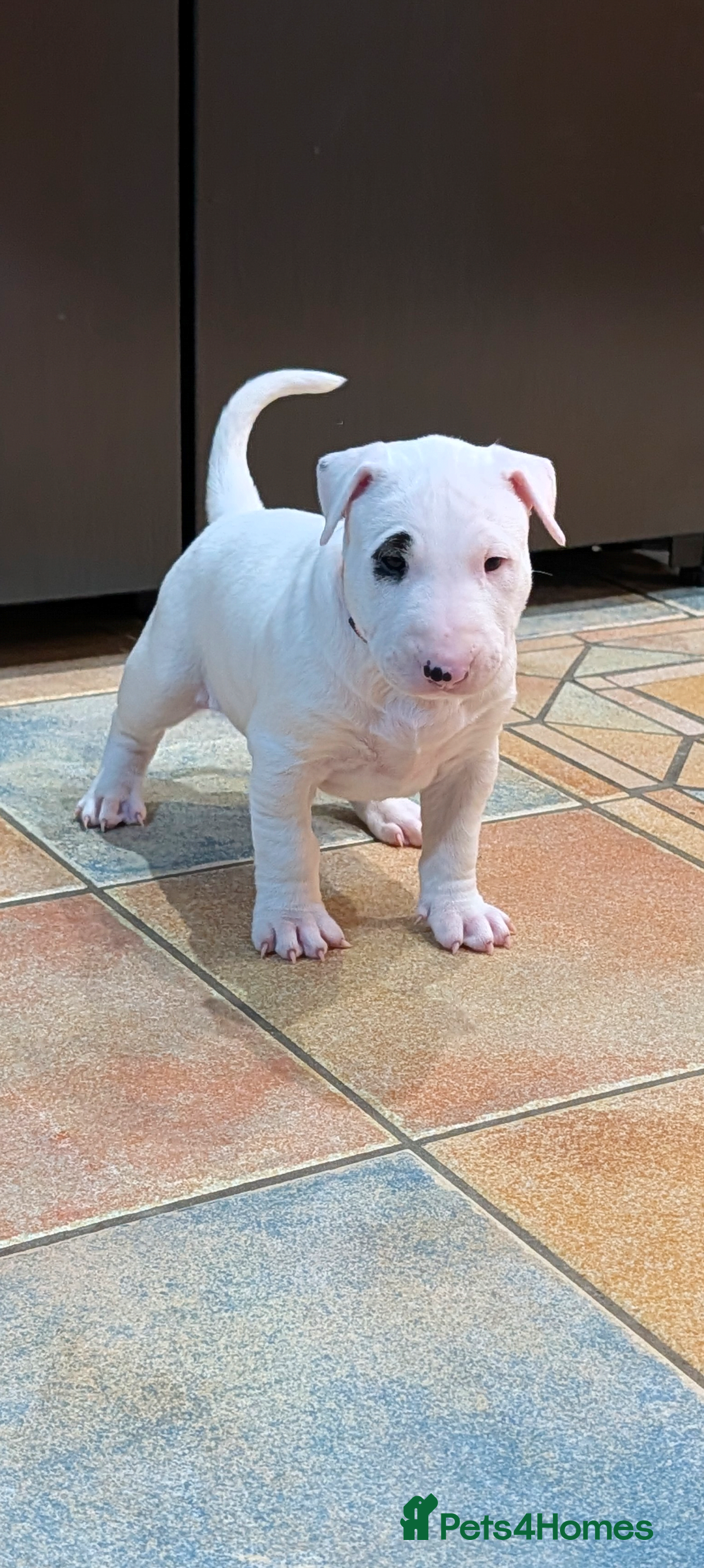 English Bull Terrier dogs English bull terrier pups - Advert 16