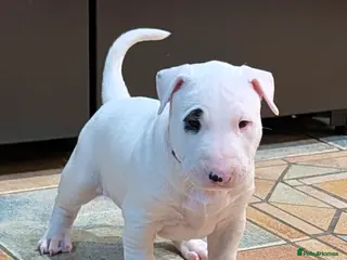 English Bull Terrier dogs English bull terrier pups - Advert 16