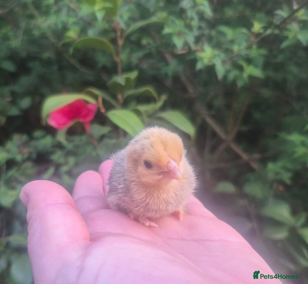 Chickens poultry for sale: SABLEBOOT/ BOOTED BANTAM CHICKS AVAILABLE  - Advert 6