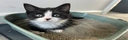 Mixed Breed cats for sale: mainecoon/european in Corby - Advert 19