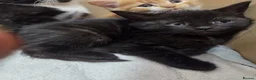 Mixed Breed cats for sale: Kittens - Advert 12