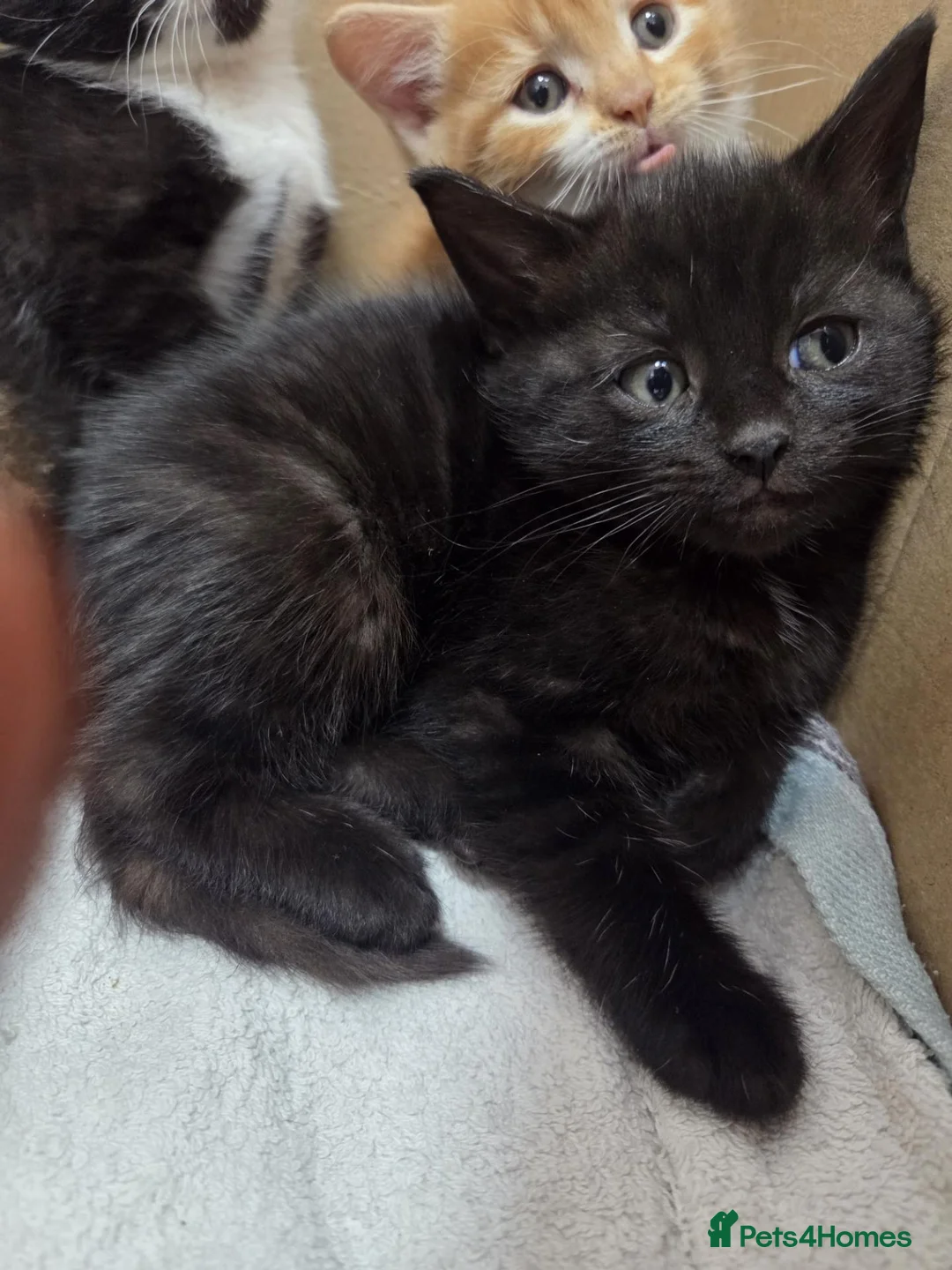 Mixed Breed cats for sale: Kittens - Advert 12