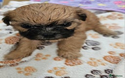 Zuchon dogs for sale: Shichon/Zuchon male puppy - Image 1