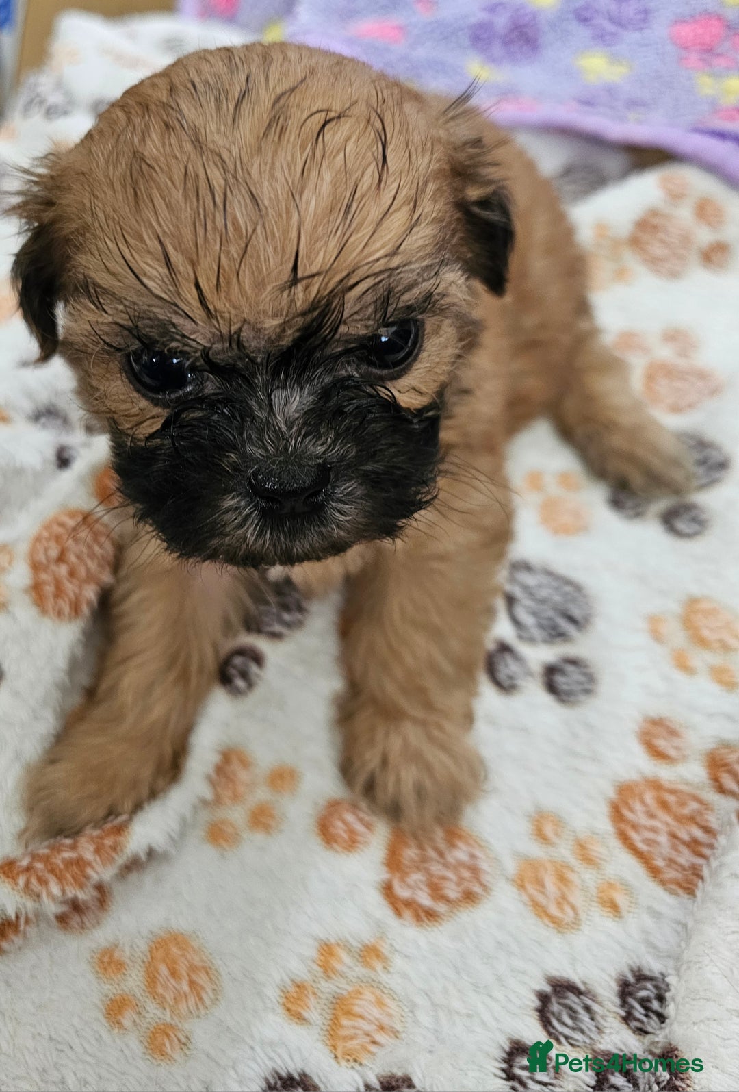 Zuchon dogs for sale: Shichon/Zuchon male puppy - Image 1