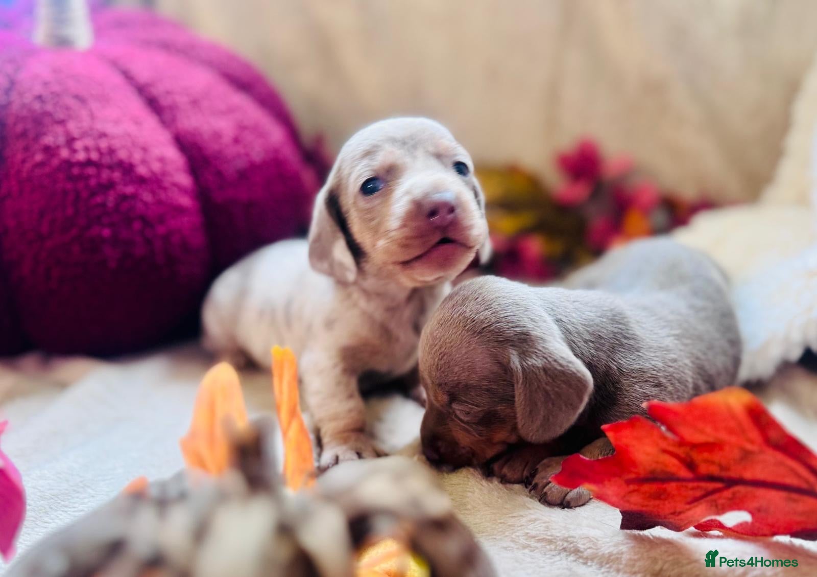 Miniature Dachshund dogs Beautiful Miniature Dachshund Puppies  - Advert 1